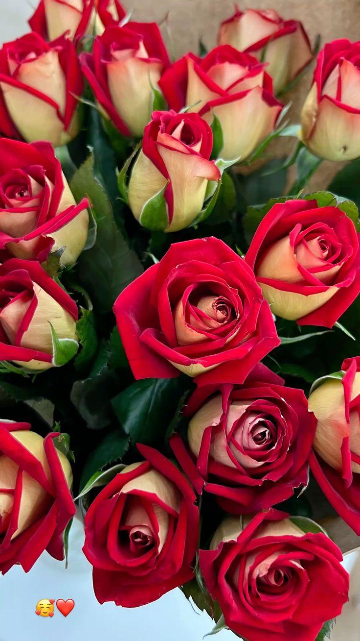 Echoes of Serenity: Harmonious Floral Array